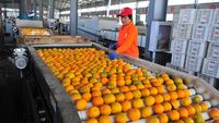 Serba Cepat, Seperti Ini Proses Sortir Buah Jeruk di China