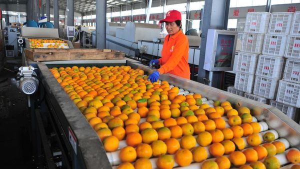 Serba Cepat, Seperti Ini Proses Sortir Buah Jeruk di China