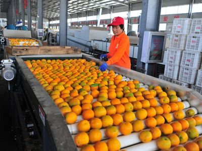 Serba Cepat, Seperti Ini Proses Sortir Buah Jeruk di China
