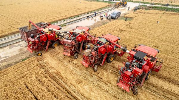 Lihat Panen Raya di China, 5 Alat Berat Dikerahkan untuk Menuai Gandum
