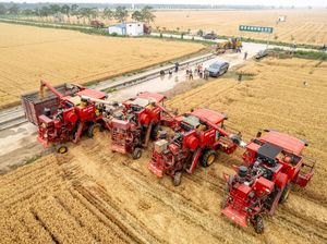 Lihat Panen Raya di China, 5 Alat Berat Dikerahkan untuk Menuai Gandum