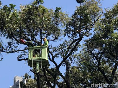 Pemangkasan Pohon Tua