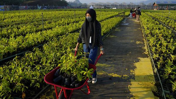 Melihat Hijaunya Pusat Persemaian Rumpin di Bogor