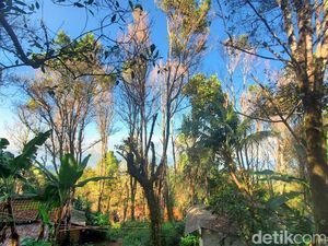 Hama Misterius Serang Tanaman Cengkih di Ridogalih Sukabumi