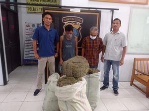 Polisi Tangkap Kurir Ganja 50 Kg di Sergai
