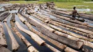 Potret Ironi Hutan Nigeria, Jumlah Penebang Melebihi Jumlah Pohon