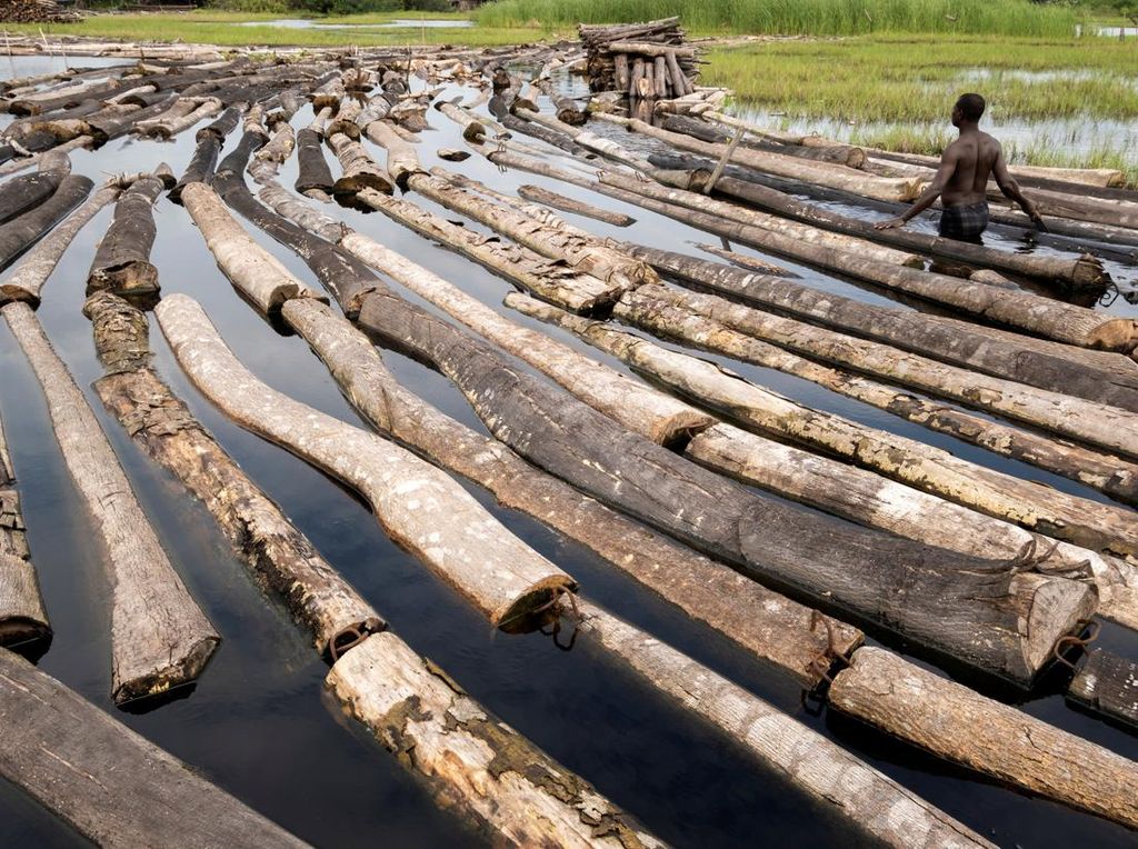 Potret Ironi Hutan Nigeria, Jumlah Penebang Melebihi Jumlah Pohon