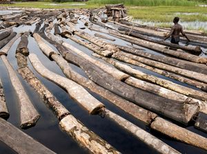 Potret Ironi Hutan Nigeria, Jumlah Penebang Melebihi Jumlah Pohon Potret Ironi Hutan Nigeria, Jumlah Penebang Melebihi Jumlah Pohon