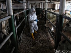 Omicron BA.4-BA.5 Jadi 143 Kasus, Idul Adha Aman? Ini Kata Kemenkes