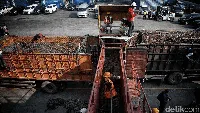 Ratusan Sapi untuk Idul Adha Mendarat di Priok