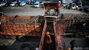 Ratusan Sapi untuk Idul Adha Mendarat di Priok