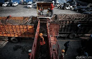 Ratusan Sapi untuk Idul Adha Mendarat di Priok Ratusan Sapi untuk Idul Adha Mendarat di Priok