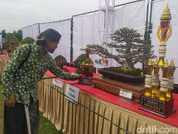 808 Bonsai Ramaikan Kontes Nasional di Borobudur, Ada yang Ditawar Rp 75 Juta
