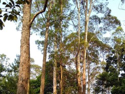 Tentang Daun Eucalyptus, Disebut Ridwan Kamil Terkait Jenazah Eril