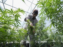 Resmi Legal, Menkes Thailand: Ganja Berharga Seperti Emas