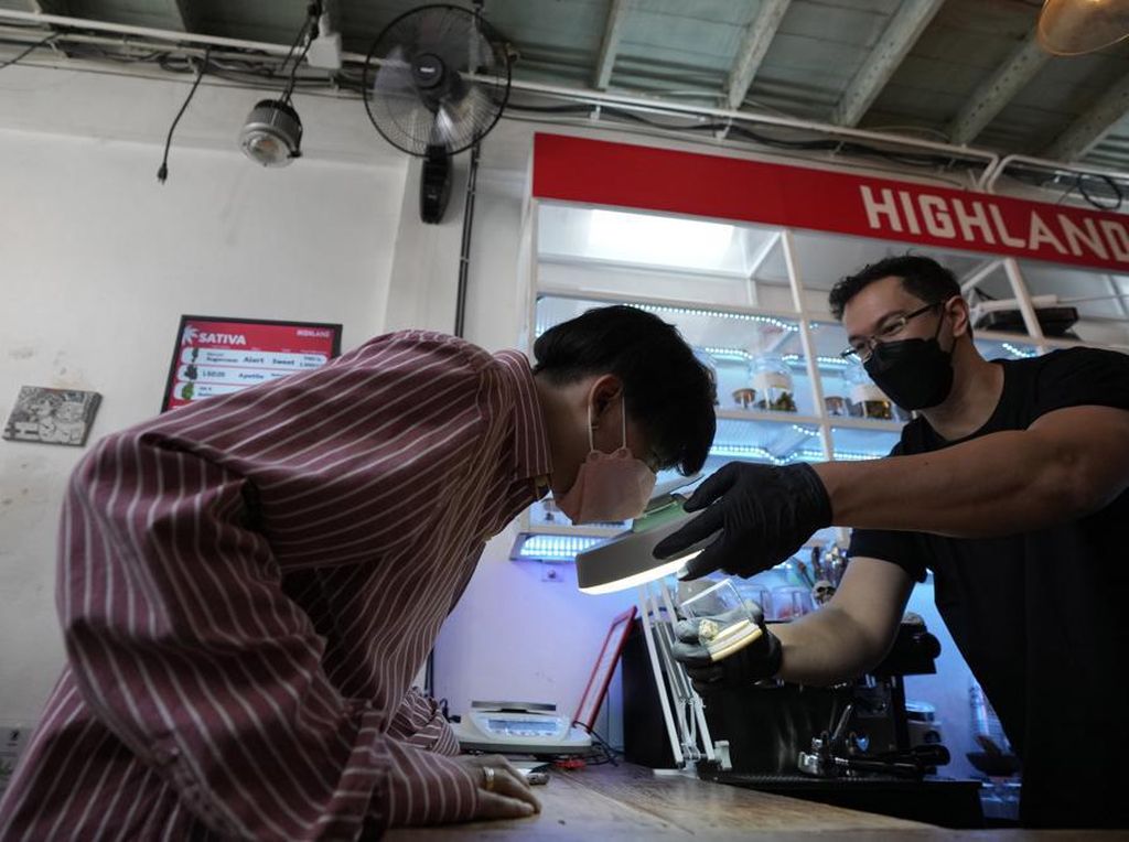 Ganja Bikin Warga Sukacita, Thailand Buka Lagi Pendaftaran Baru Ganja Bikin Warga Sukacita, Thailand Buka Lagi Pendaftaran Baru