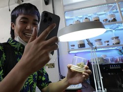 Warga Thailand Rayakan Ganja Legal di Kafe, Penasaran Seenak Apa