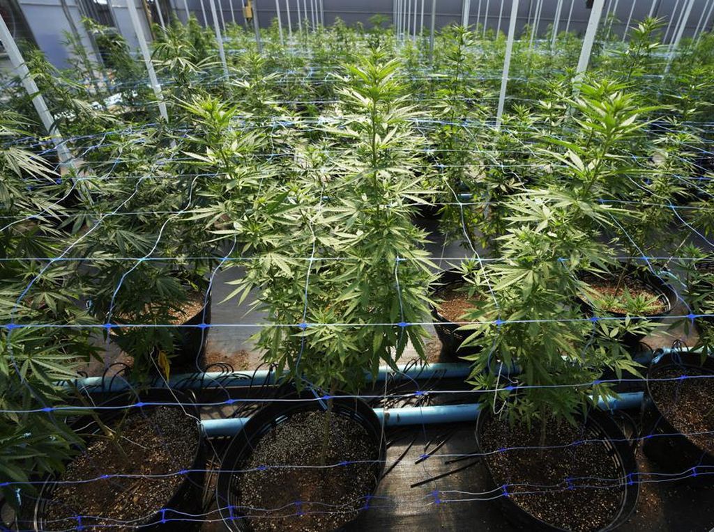 Sorotan Media Israel saat Holywings Ditutup-Maroko Mau Legalkan Ganja Sorotan Media Israel saat Holywings Ditutup-Maroko Mau Legalkan Ganja