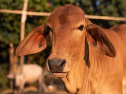 Jelang Idul Adha, Simak Aturan Batas Maksimal Patungan Hewan Kurban