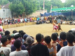 Tradisi Peresean Perang Bintang di Lobar, Pelestarian Budaya Sasak