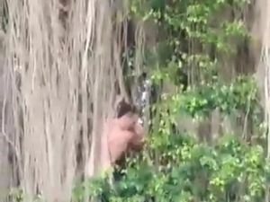 Bule Panjat Beringin Pura di Tabanan Mengaku untuk Konten Medsos Bule Panjat Beringin Pura di Tabanan Mengaku untuk Konten Medsos