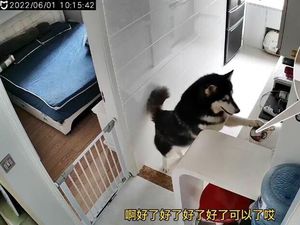 Gemas! Anjing Husky Ini Bisa Disuruh Tekan Tombol Rice Cooker