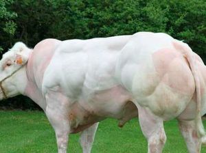 5 Hewan Aneh Ciptaan Manusia