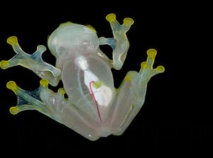 5 Hewan Aneh Hasil Rekayasa Genetika