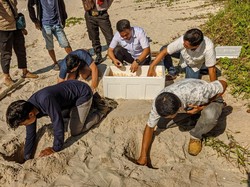 BKSDA Sumsel Gagalkan Upaya Penyelundupan 2.287 Telur Penyu Sisik