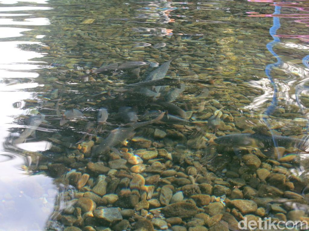 Berenang Bersama Ikan Dewa di Objek Wisata Cibulan Kuningan