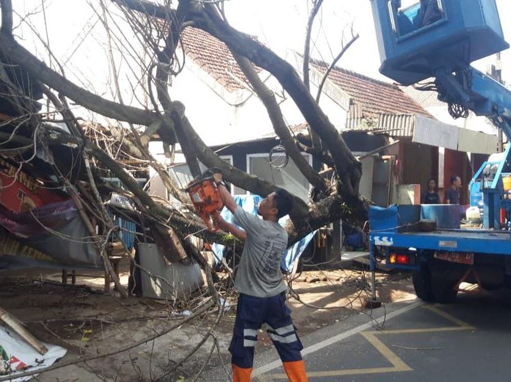 Pohon Tumbang di Jalan Raya Kepuh Kota Malang, Lalin Terganggu