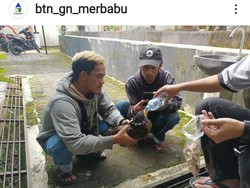 Warga Temukan Elang Bido Terluka di Lereng Merbabu Magelang