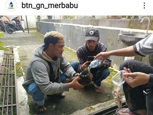 Warga Temukan Elang Bido Terluka di Lereng Merbabu Magelang Warga Temukan Elang Bido Terluka di Lereng Merbabu Magelang