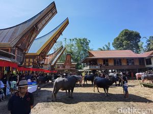 Tak Ada Babi di Ritual Rambu Solo Warga Muslim Toraja, Kerbau-Kuda Disembelih Tak Ada Babi di Ritual Rambu Solo Warga Muslim Toraja, Kerbau-Kuda Disembelih