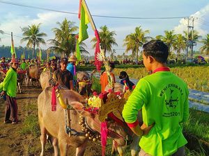 Makepung, Tradisi Balapan Kerbau Masyarakat Jembrana