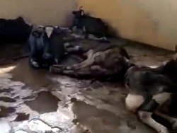 Dirut RPH Surabaya Sebut yang Viral Bergelimpangan Sapi Perah Tua Tak Produktif