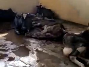 Dirut RPH Surabaya Sebut yang Viral Bergelimpangan Sapi Perah Tua Tak Produktif Dirut RPH Surabaya Sebut yang Viral Bergelimpangan Sapi Perah Tua Tak Produktif
