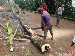 Petani Tebang Pohon Cengkih gegara Serangan Hama Misterius