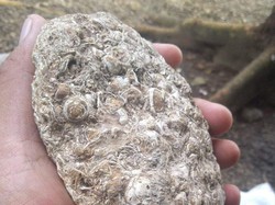 Benda Asing Diduga Fosil Keong Laut Ditemukan di Majalengka