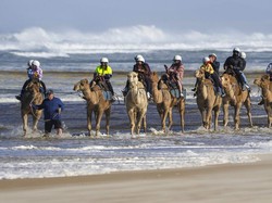 Bukan di Arab, Populasi Unta Terbanyak Ada di... Australia