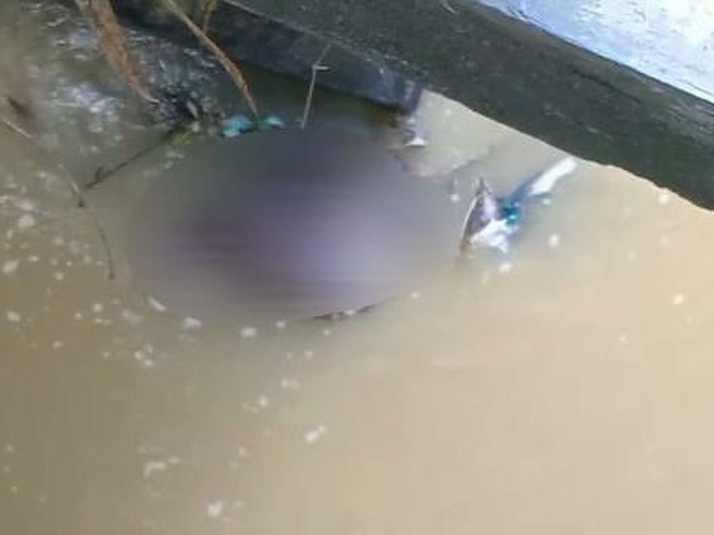 2 Bangkai Sapi Ditemukan Dibuang ke Sungai di Sampang