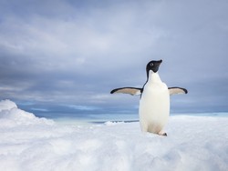 Mikroplastik Ditemukan di Salju Antartika, Ilmuwan Ingatkan Potensi Bahaya