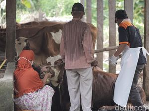 Gresik Zona Merah PMK, Peternak Dilarang Jual Sapi Kurban di Jalan. Gresik Zona Merah PMK, Peternak Dilarang Jual Sapi Kurban di Jalan.