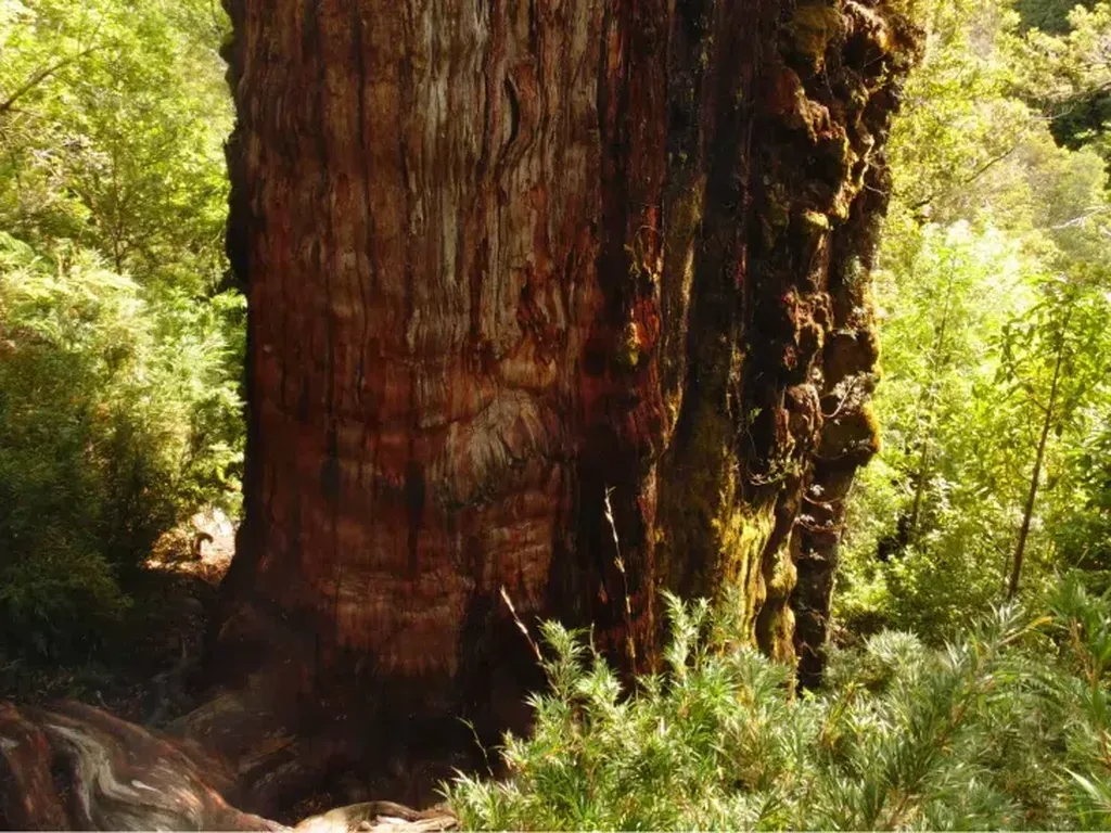 Diperkirakan Berusia 5.400 Tahun, Pohon Ini Diklaim Tertua di Dunia