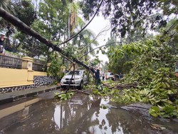 Pohon Tumbang di Depok Timpa Mobil Akibat Hujan Deras dan Angin Kencang