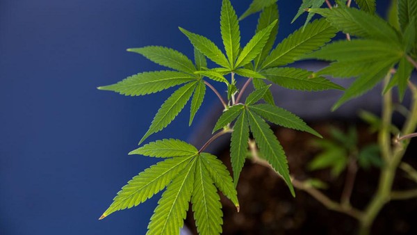 BURIRAM, THAILAND - JUNE 10: A man dressed in a marijuana suit stands with mature marijuana plants at a marijuana legalization expo on June 10, 2022 in Buriram, Thailand. Today the Thai government gave out 1,000 cannabis plants to people in Buriram, a province in eastern Thailand, at its Marijuana legalization kick-off event called “Unlock Marijuana”. On June 9, 2022 Thailand officially decriminalized marijuana cultivation and possession and the government plans to give away 1 million cannabis plants for fee to people throughout the country. The expo in Buriram was focused on educating the public about the uses of marijuana for medicine and food and had informational booths about growing procedures and technology. (Photo by Lauren DeCicca/Getty Images)