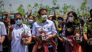 Momen Bagi-bagi Tanaman Ganja Gratis di Thailand