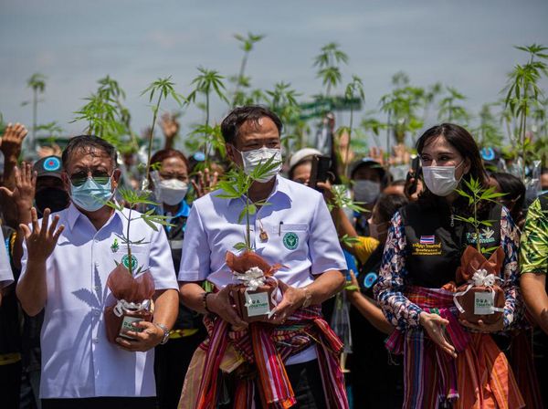 Momen Bagi-bagi Tanaman Ganja Gratis di Thailand