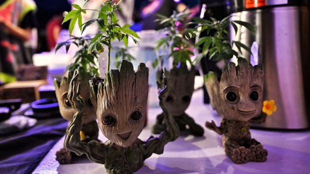 Plants are displayed as people gather to celebrate the legalization of cannabis at the ìThailand: 420 Legalaew!î weekend festival hosted by Highland in Nakhon Pathom province on June 11, 2022. (Photo by Lillian SUWANRUMPHA / AFP)