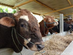 Wabah PMK Menyerang Jelang Idul Adha, Pedagang Sapi Ponorogo Jualan Online Wabah PMK Menyerang Jelang Idul Adha, Pedagang Sapi Ponorogo Jualan Online